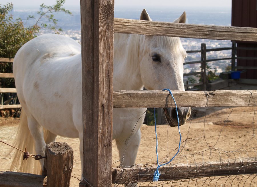 White horse looking over a wooden pasture fence with the Los Angeles skyline visible in the hills below