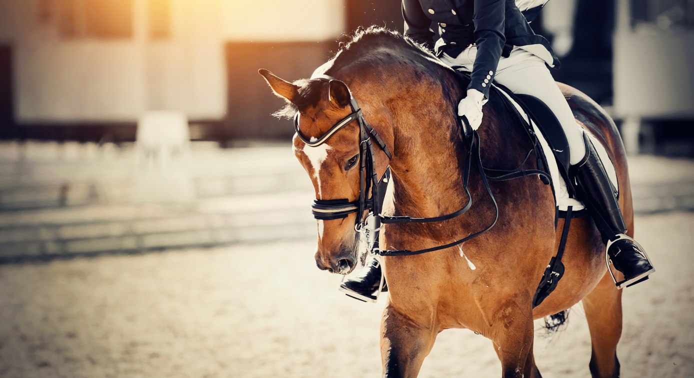 Dressage rider training a bay horse in an outdoor arena.