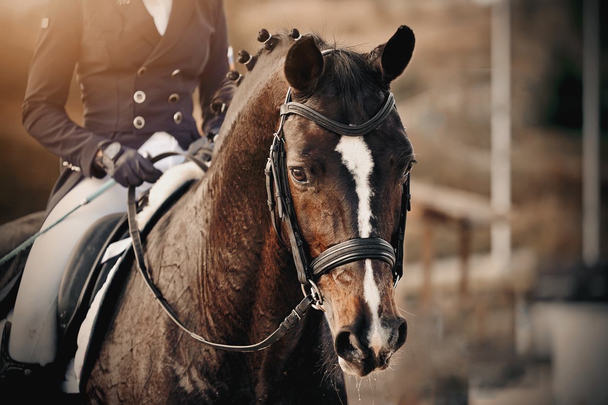 Close-up of a braided dark bay dressage horse in a black competition bridle, ridden by a rider in formal dressage attire.