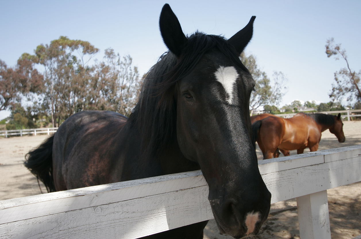 Close-up portrait of a black horse with a white star marking looking over a white rail fence at a sunlit Southern California stable.